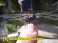 /home//u458753944/public_html/sourcegallery//Insects and small critters/dragonflies and damselflies/P1140140.JPG